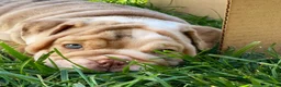 English Bulldog dogs for sale: ERNEST - Ad 4