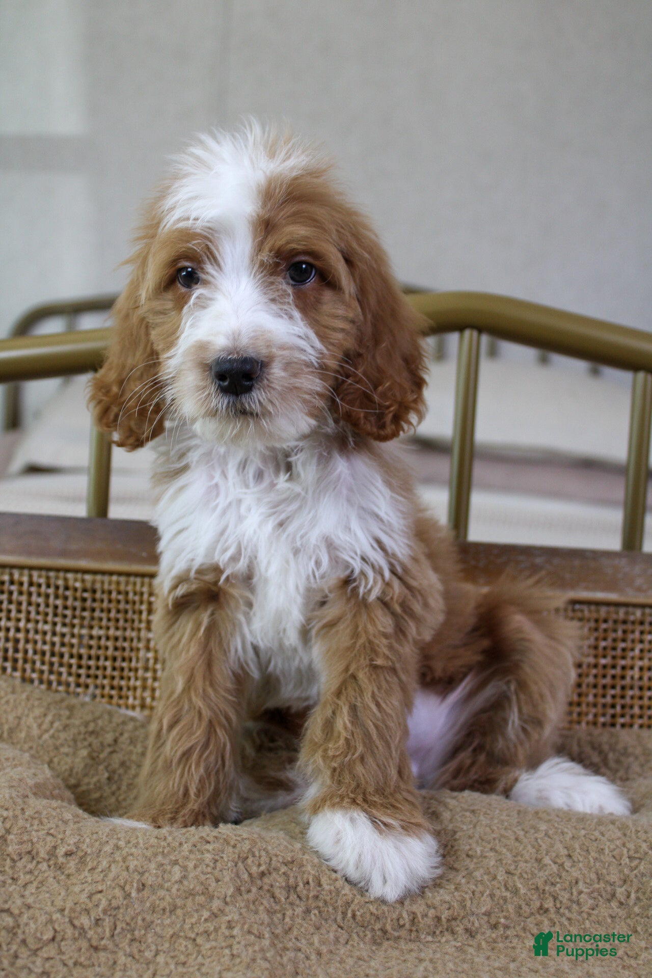 Goldendoodle dogs Rowan - Ad 2