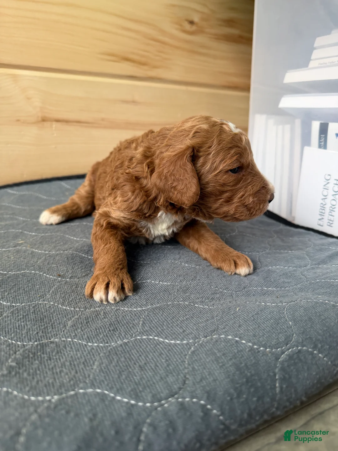 Bernedoodle dogs for sale: Cooper - Ad 2