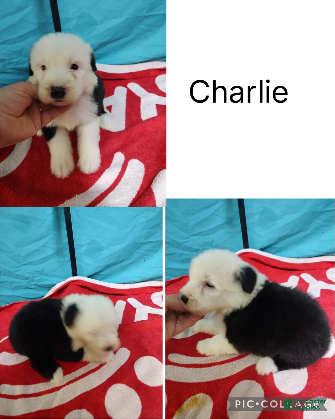 Old English Sheepdog dogs for sale: Old English Sheepdog Puppy 2 - Ad 1