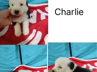 Old English Sheepdog dogs for sale: Old English Sheepdog Puppy 2 - Ad 3