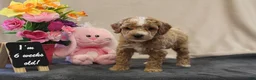Miniature Poodle dogs for sale: Pixel - Ad 8