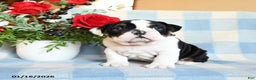English Bulldog dogs for sale: Snoopy - Ad 5