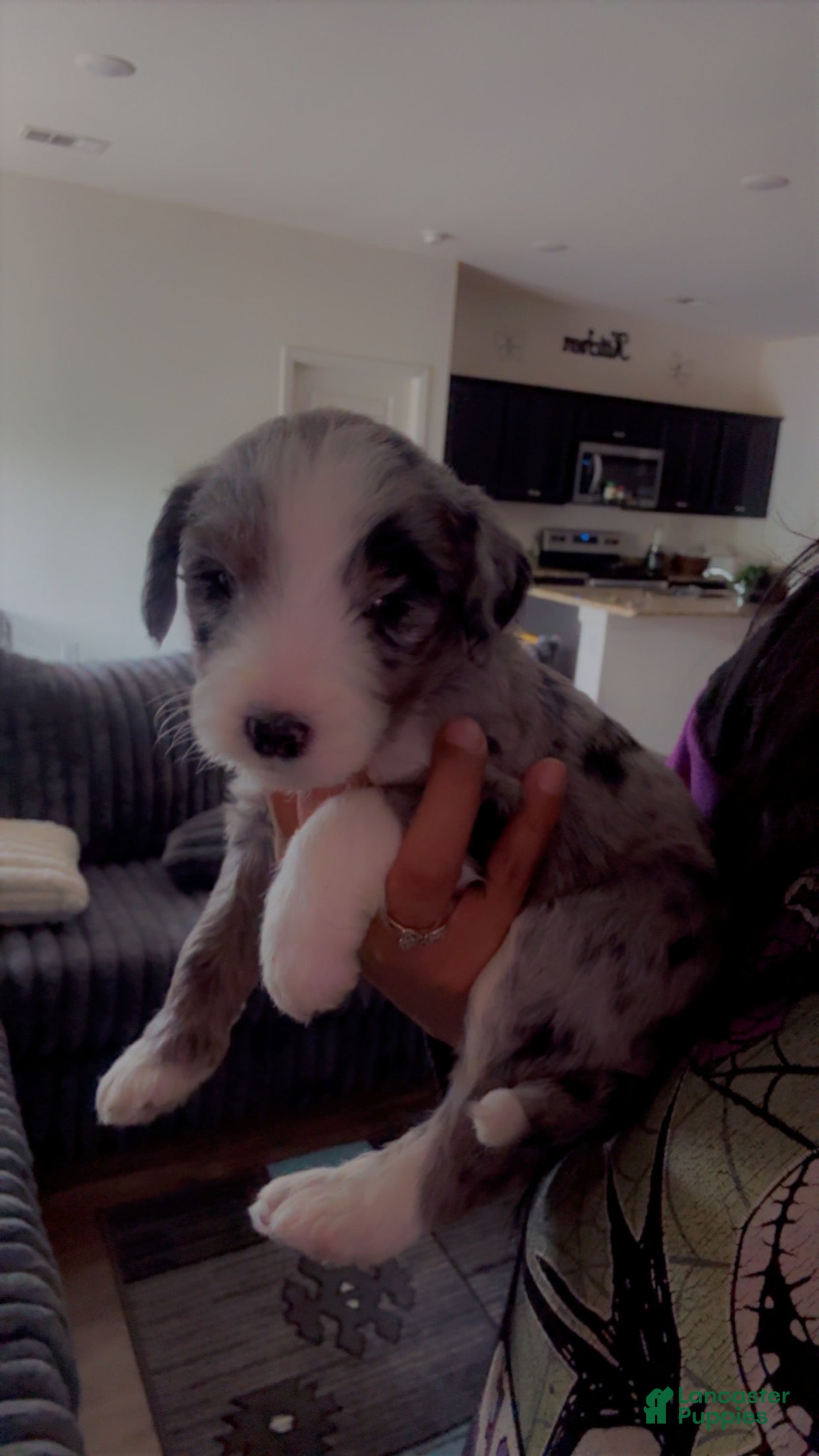 Double Doodle dogs Dark green - Ad 5