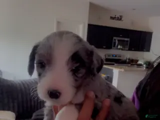 Double Doodle dogs Dark green - Ad 5