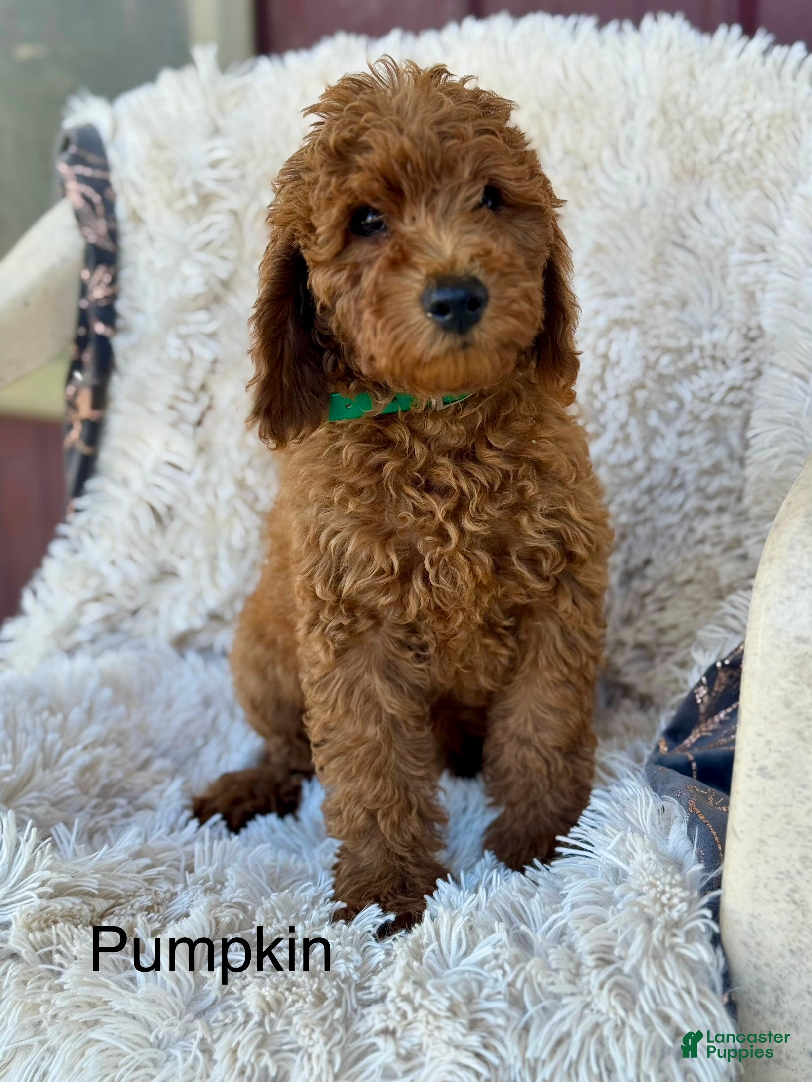 Mini Goldendoodle dogs Pumpkin - Ad 40