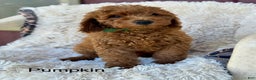 Mini Goldendoodle dogs for sale: Pumpkin - Ad 1