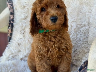 Mini Goldendoodle dogs Pumpkin - Ad 35