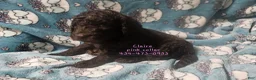 Standard Poodle dogs for sale: Claire - Ad 3