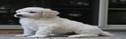 Standard Poodle dogs for sale: River AKC Standard Poodle  - Ad 26