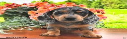 Miniature Dachshund dogs for sale: Dixie - Ad 1