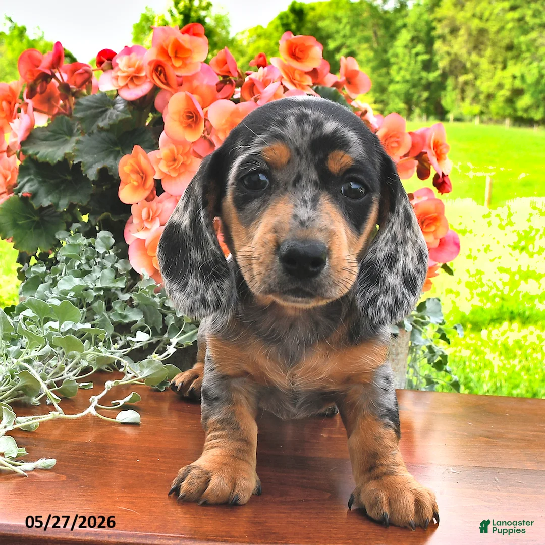 Miniature Dachshund dogs for sale: Dixie - Ad 1