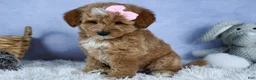Mini Goldendoodle dogs for sale: 🐾 Meet Nixie – F2B Mini Goldendoodle Puppy 🐾 - Ad 18