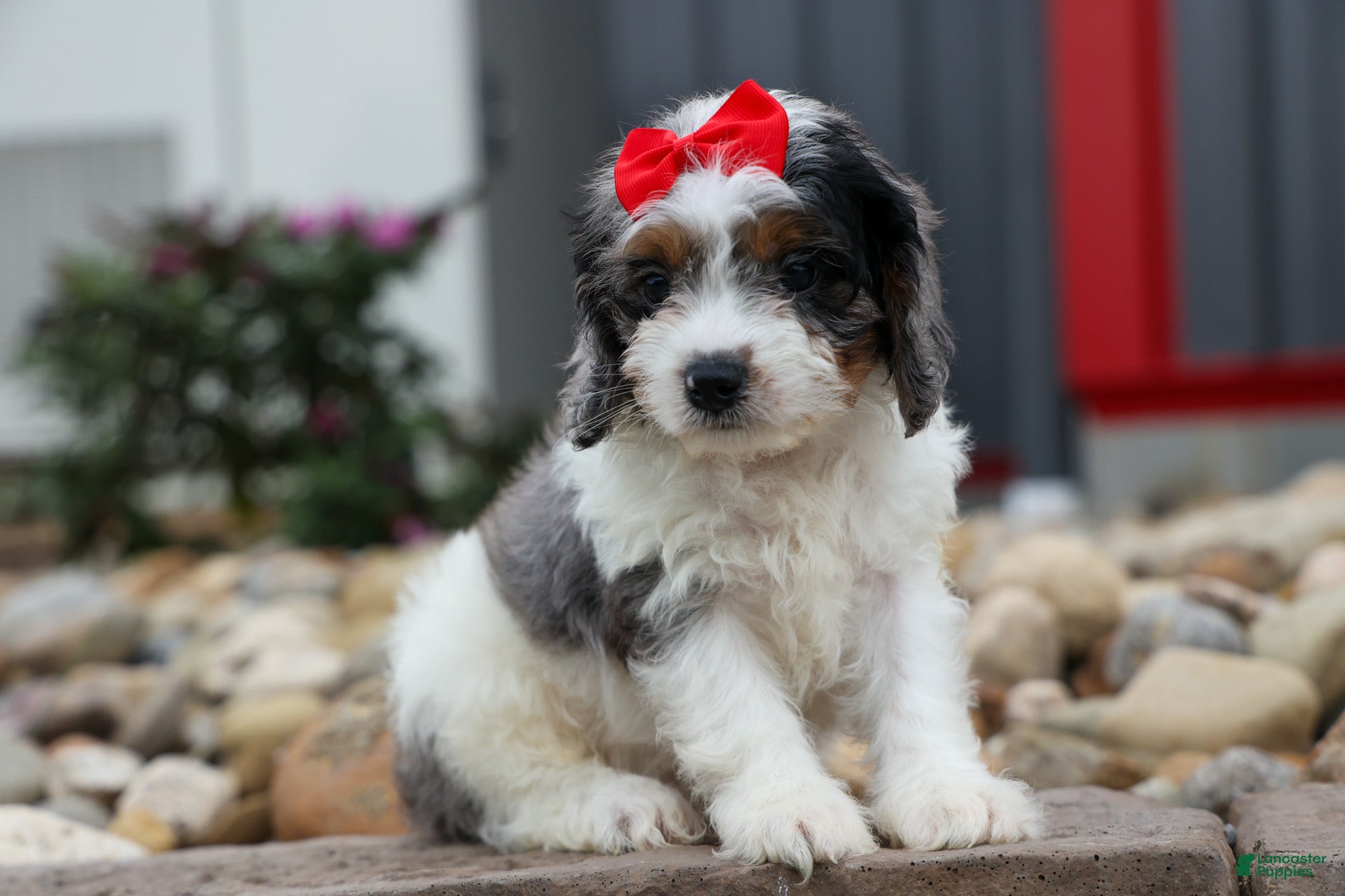 Cavapoo dogs Prince💙 - Ad 1