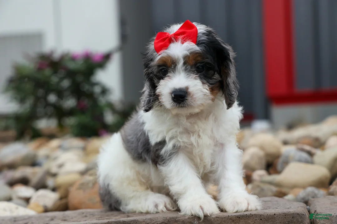 Cavapoo dogs for sale: Prince💙 - Ad 1