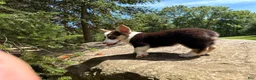 Welsh Corgi Pembroke dogs for sale: CLARK - Ad 12