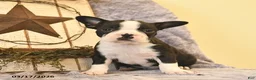 Boston Terrier dogs for sale: Duke  - Ad 2