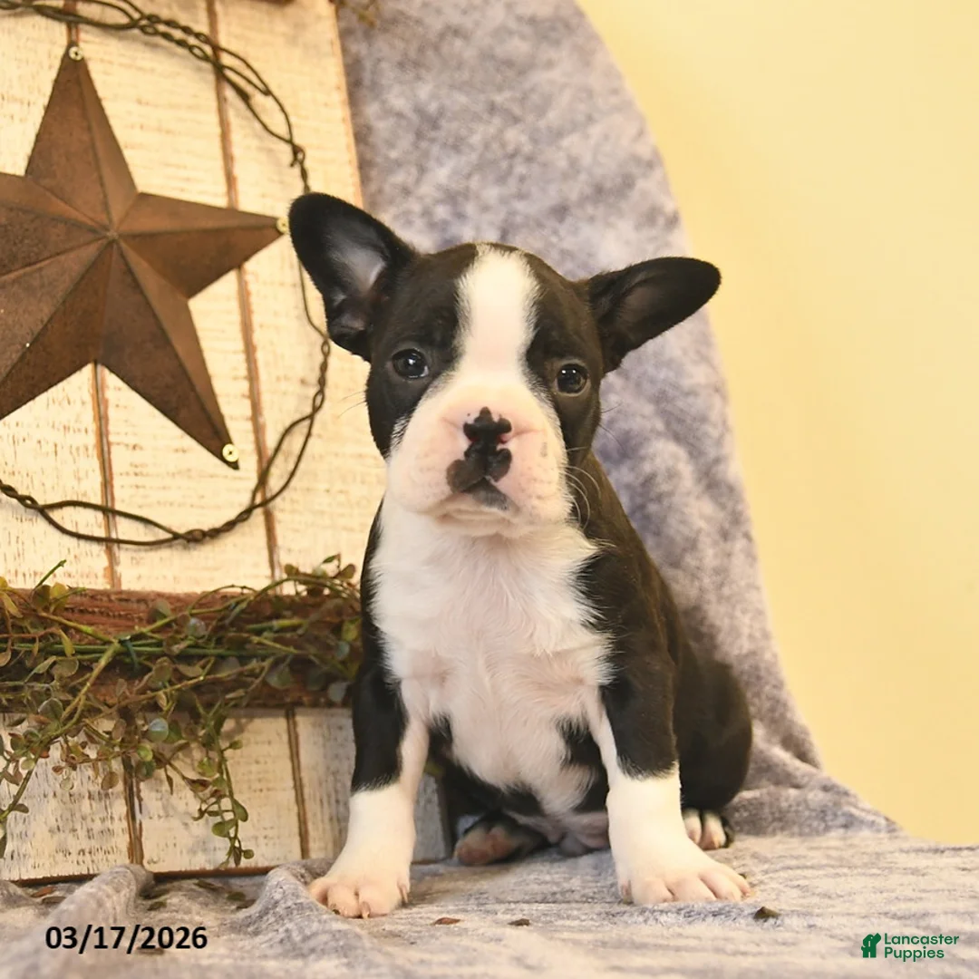 Boston Terrier dogs for sale: Duke  - Ad 2