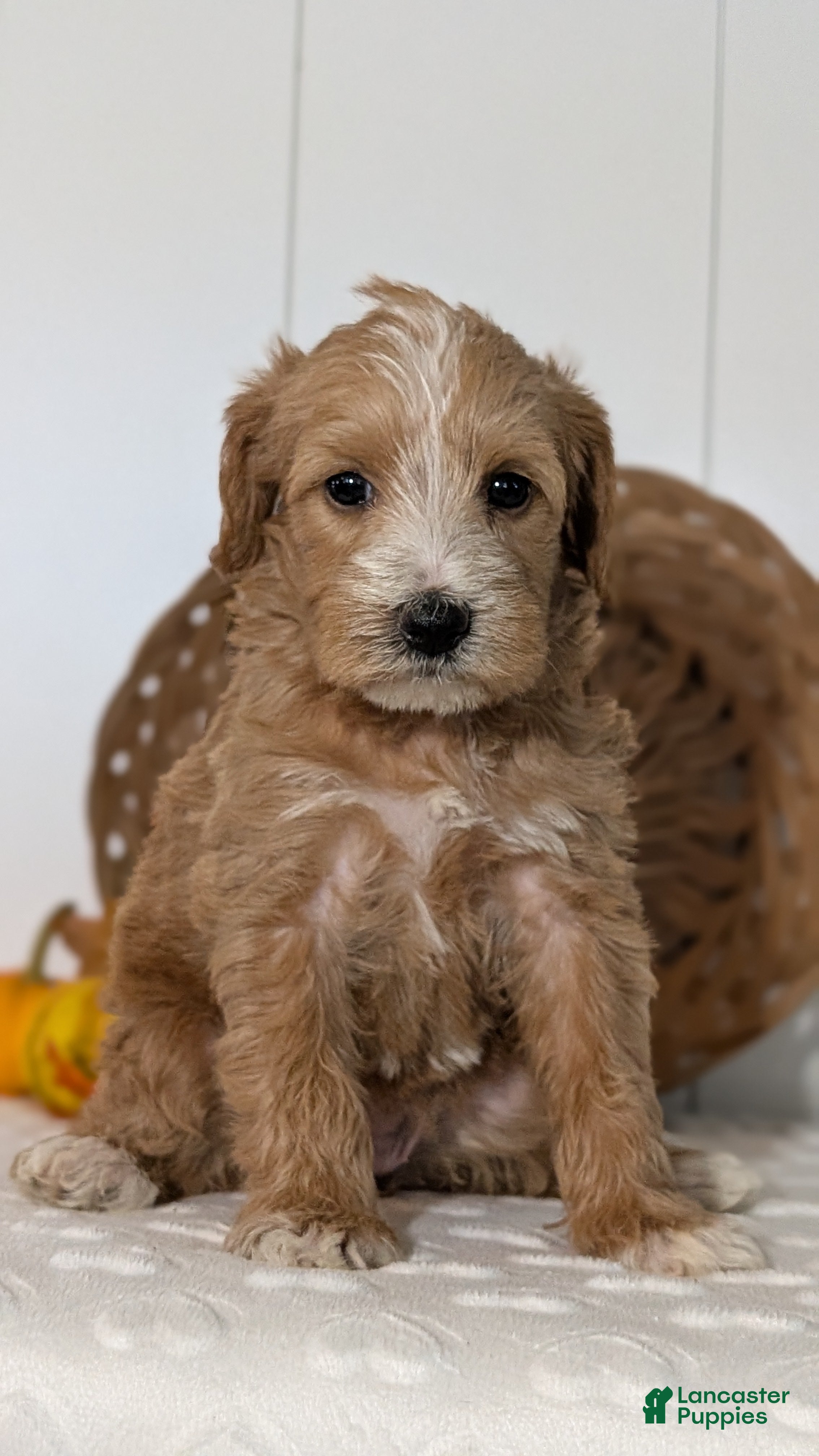 Schnoodle dogs Roscoe - Ad 2