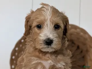 Schnoodle dogs Roscoe - Ad 2