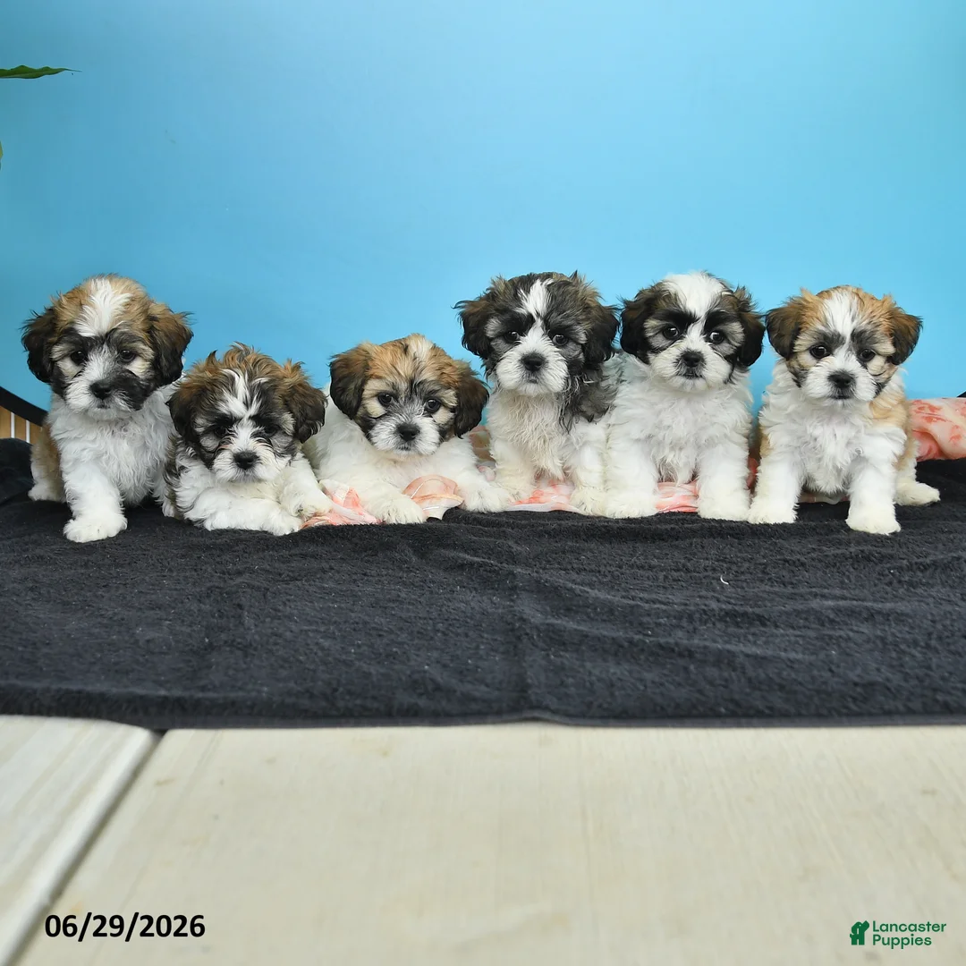 Teddy Bear dogs for sale: Tulip - Ad 3