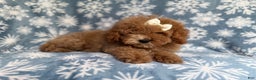 Cockapoo dogs for sale: Penelope - Ad 4