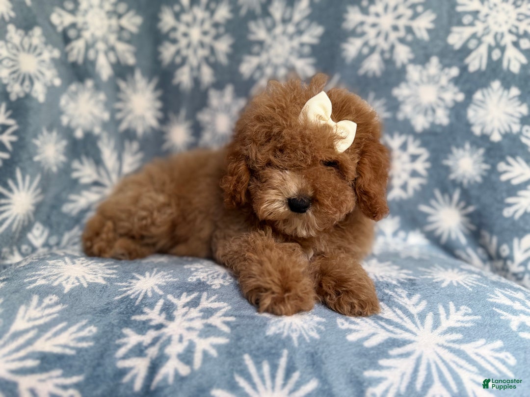 Cockapoo dogs for sale: Penelope - Ad 4