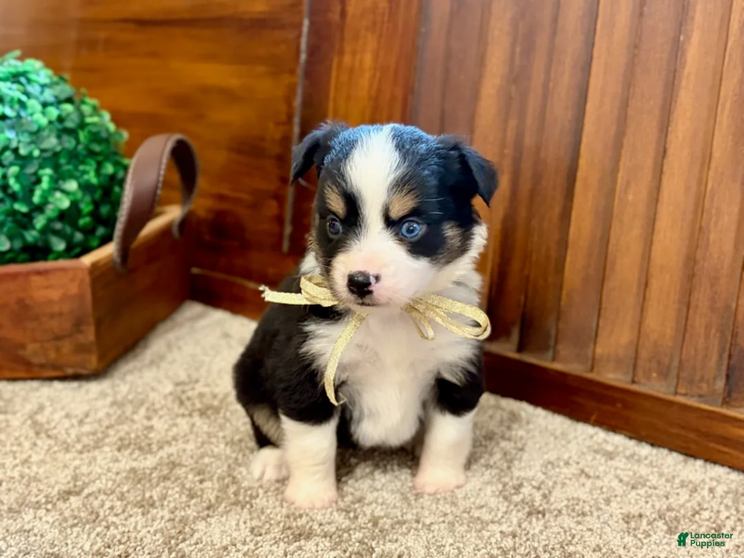 Miniature Australian Shepherd dogs for sale: Mal - Ad 2