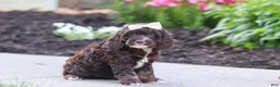 Cockapoo dogs for sale: Sylvia - Ad 3