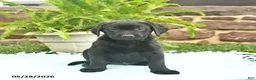 Labrador Retriever dogs for sale: Lightning - Ad 1