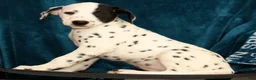 Dalmatian dogs for sale: Jingle - Ad 6