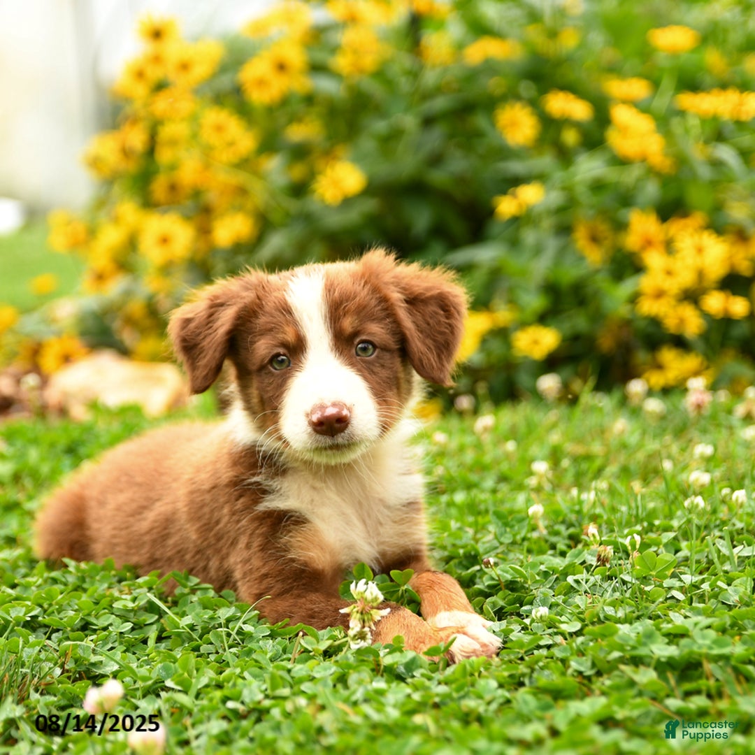 Golden Retriever Saint Bernard Border Collie Puppies For Sale