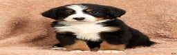 Bernese Mountain Dog dogs for sale: Zack - Ad 7
