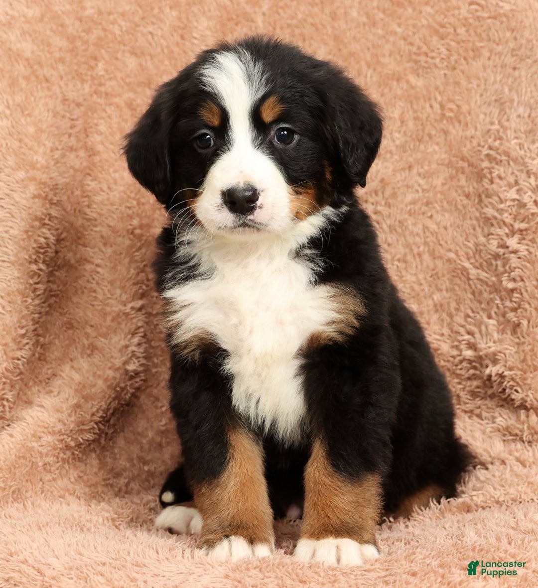 Bernese Mountain Dog dogs for sale: Zack - Ad 7