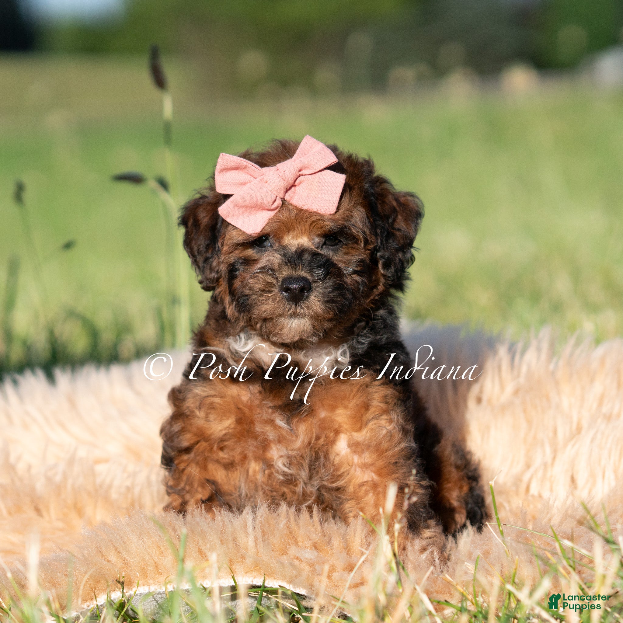 Toy Poodle dogs Ember AKC - Ad 40