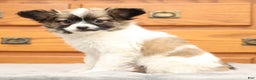 Papillon dogs for sale: Carson - Ad 3