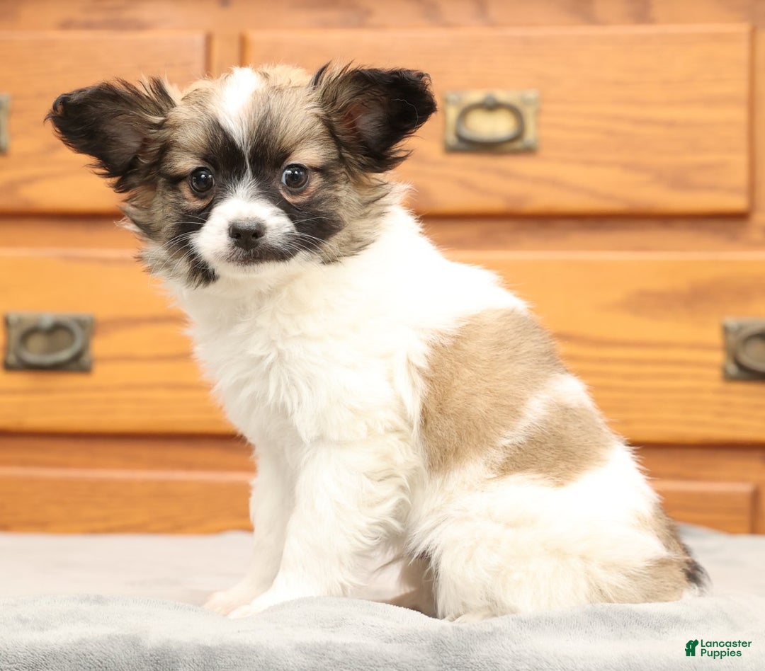 Papillon dogs for sale: Carson - Ad 3