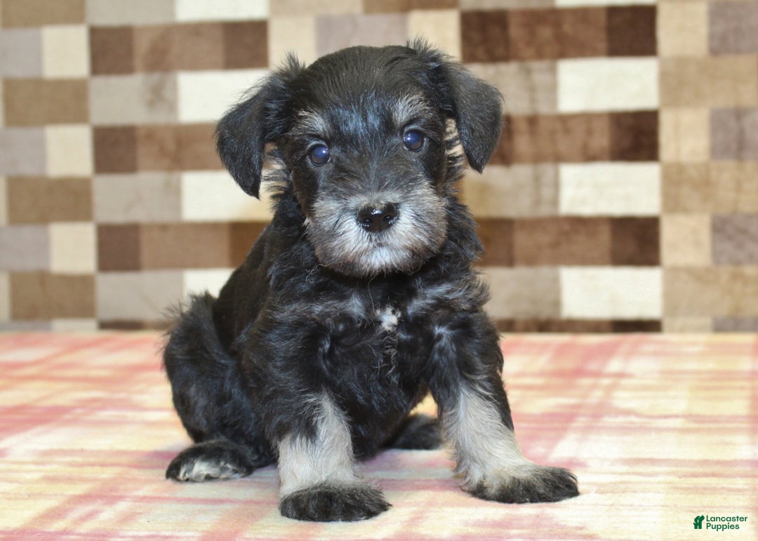 Miniature Schnauzer dogs for sale: Sophie - Ad 1