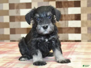 Miniature Schnauzer dogs Sophie - Ad 41