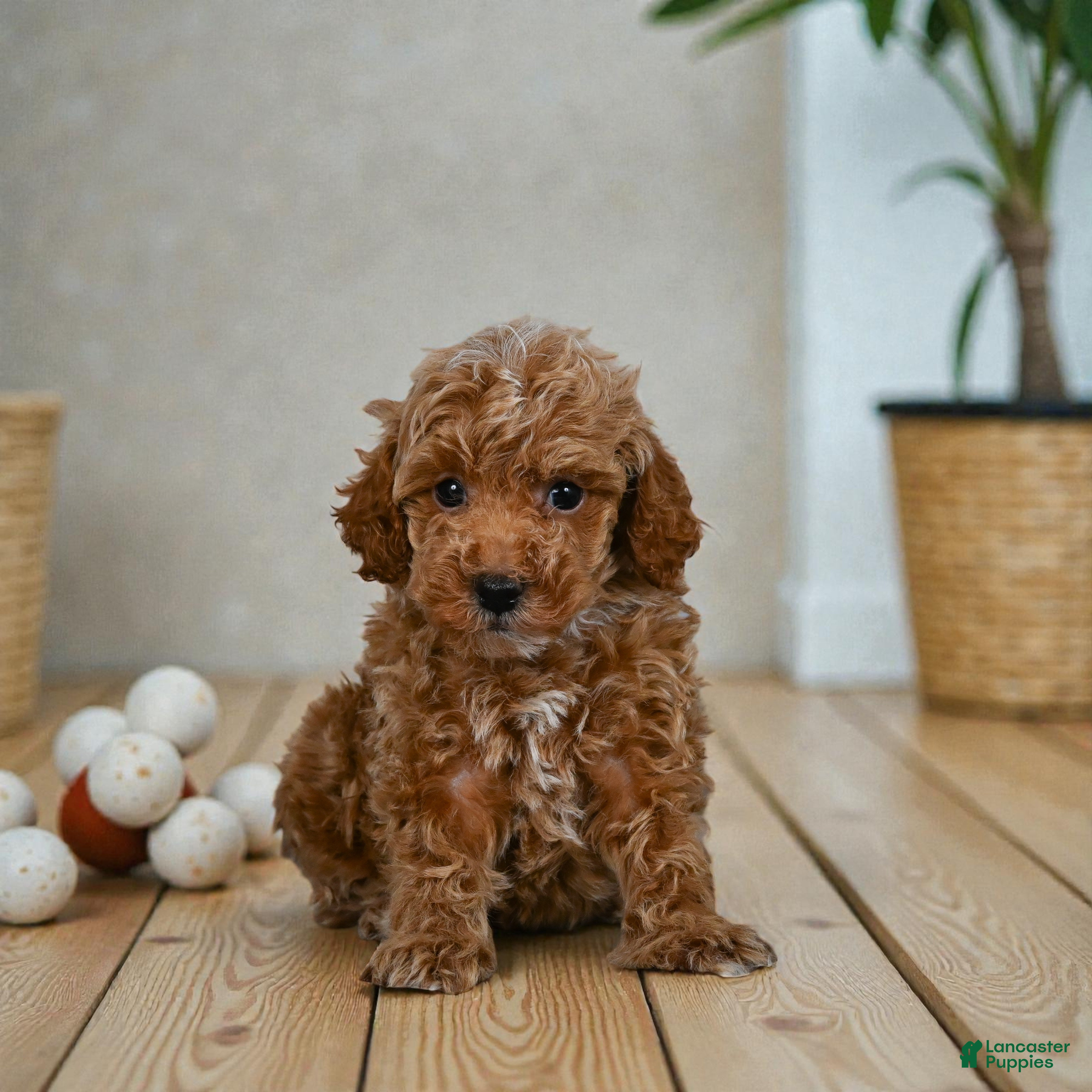 Miniature Poodle dogs Earl - Ad 39