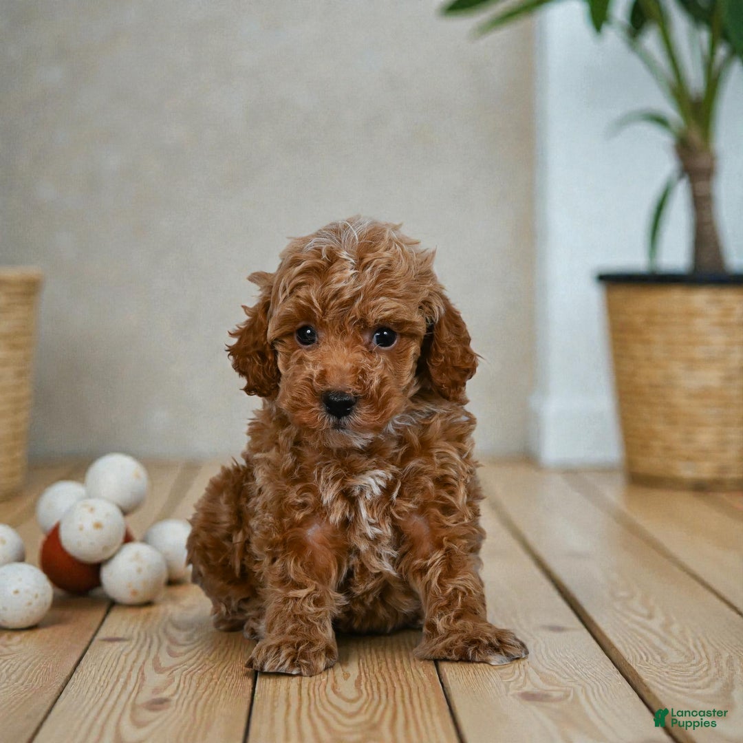 Miniature Poodle dogs for sale: Earl - Ad 1
