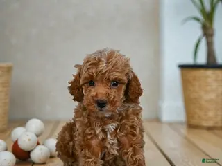 Miniature Poodle dogs Earl - Ad 37