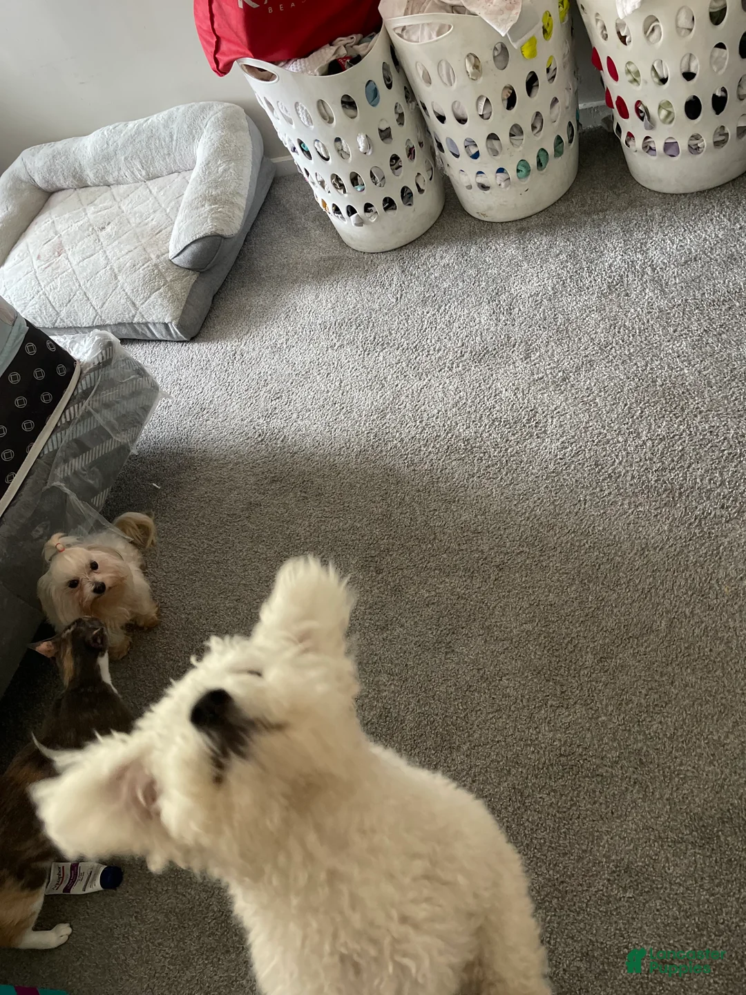 Maltipoo dogs for sale: Maltipoo Puppy 2 - Ad 2