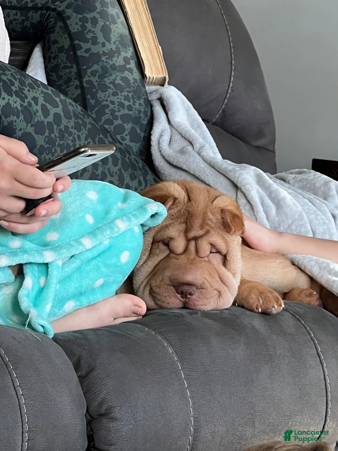 Mixed Breed dogs for sale: Fancy - Ad 4