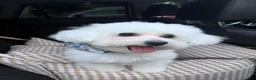Bichon Frise dogs for sale: 🩷Nina🩷 - Ad 8