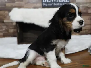 Cavalier King Charles Spaniel dogs Cavalier King Charles Spaniel Puppy 3 - Ad 14