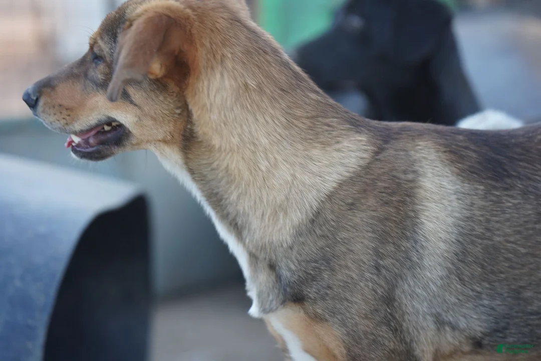 Mixed Breed dogs for sale: Dragon Tiscar Farm Dog - Ad 9