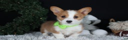 Welsh Corgi Pembroke dogs for sale: Hudson - Ad 8