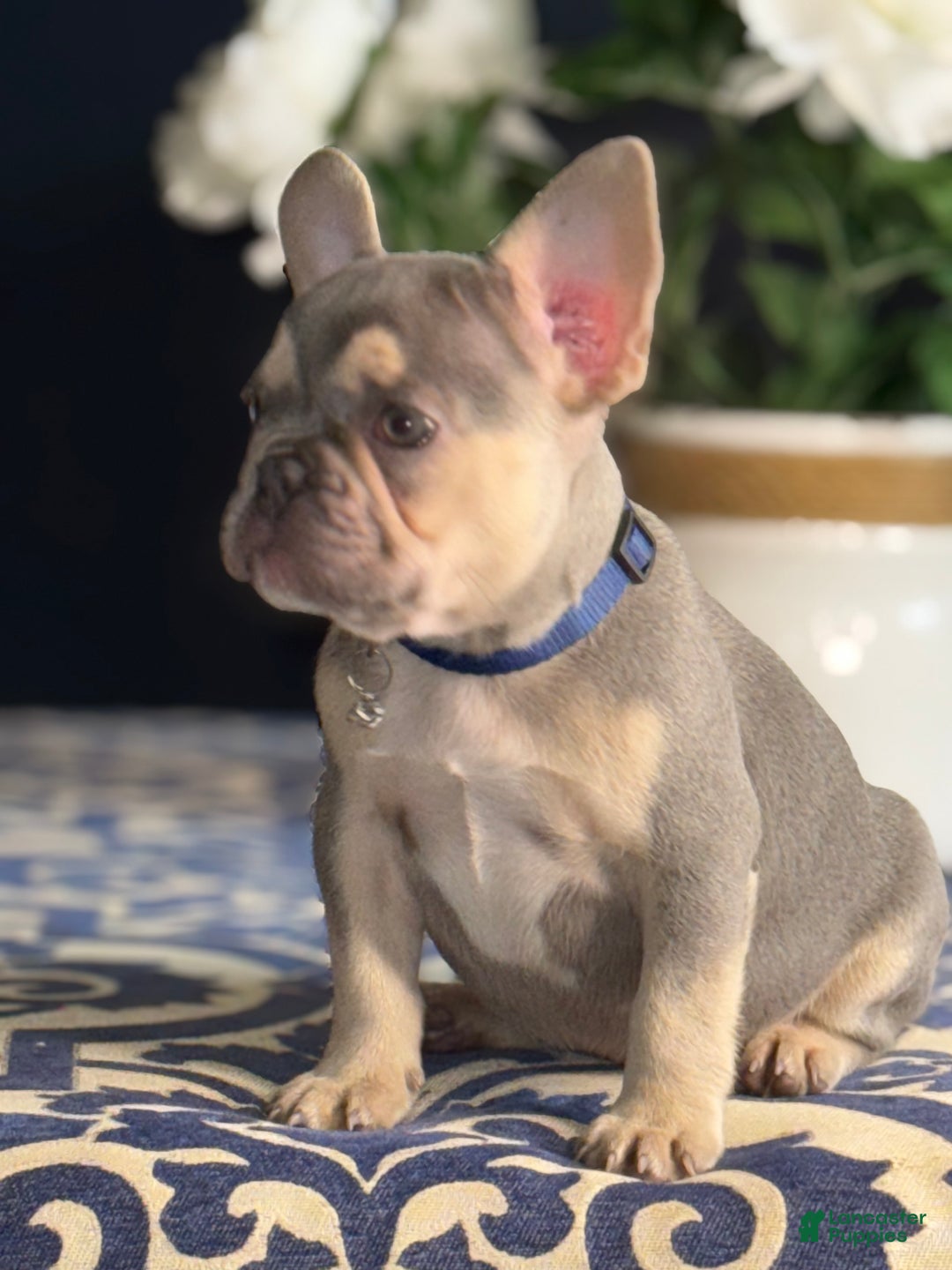 French Bulldog dogs for sale: Growleth  - Ad 2