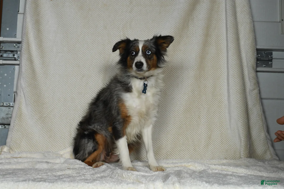 Miniature Australian Shepherd dogs for sale: Ernie - Ad 10
